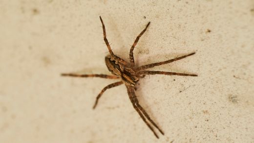 Nosferatu-Spinne: Wie gefährlich ist sie?