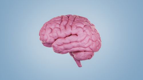 Gehirn: 12 Mythen und überraschende Fakten